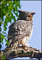 _1SB3963 great-horned owl